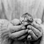 Rescue a Kitten