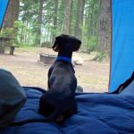 Dog Friendly Caravan Parks