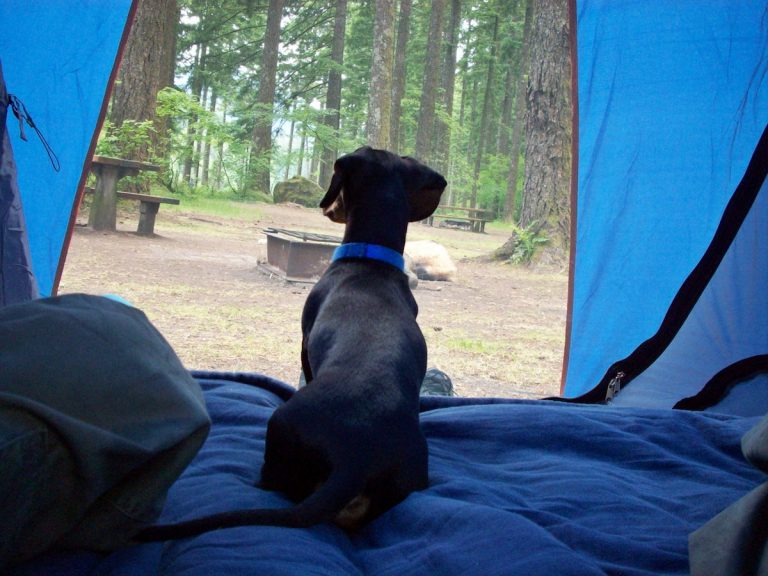 Pet Friendly Caravan Parks  Pet Adoption and Sales