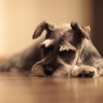 Schnauzer Puppies