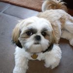 Shih Tzu Puppy