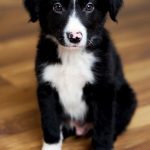 Border Collies For Sale