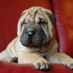 shar pei puppies