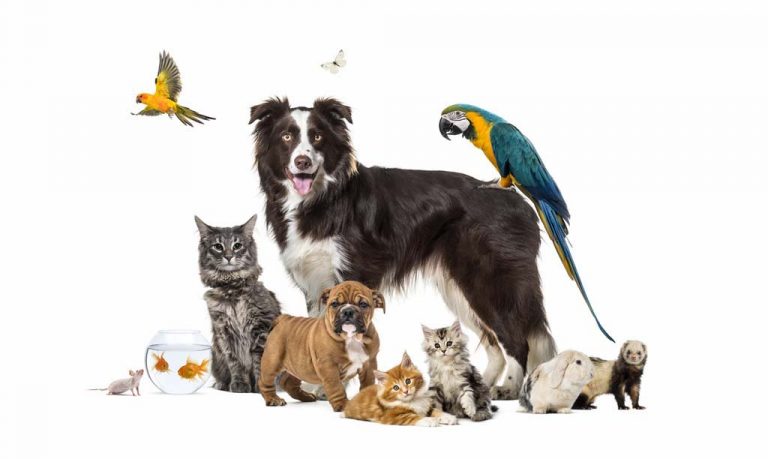 Buy and Sell Pets Online - Pet Adoption and Sales